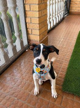 Milky Way -  Mixed Breed Dog for Adoption - Milky Way | PetCurious