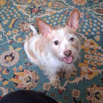 TJ -  Norwich Terrier and Jack Russell Terrier Dog for Adoption in Clinton, Wisconsin - TJ | PetCurious