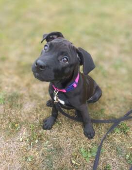 Rescue Pit Bull Terrier Dogs for Adoption in Detroit, Michigan - Onyx | PetCurious