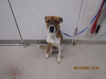 Milo (807) -  Shepherd and Pit Bull Terrier Dog for Adoption in Marietta, Georgia - Milo (807) | PetCurious
