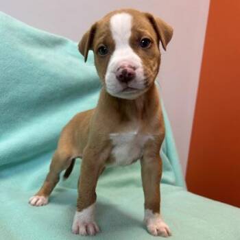 Mixed Breed Dogs Available for Adoption in Janesville, Wisconsin - Todd | PetCurious