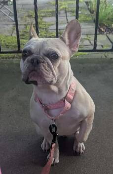 Balenci -  French Bulldog Dog for Adoption in Franklin, New Jersey - Balenci | PetCurious