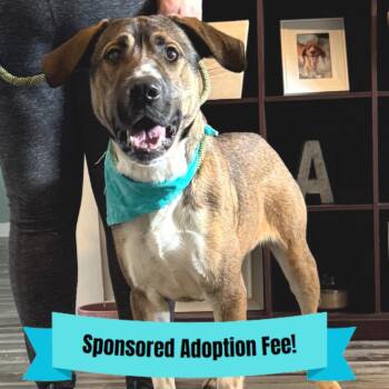 Shepherd Dogs Available for Adoption - Finn | PetCurious