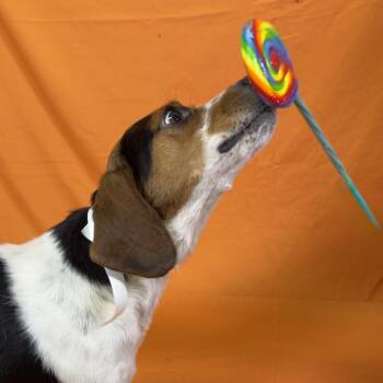 Ringo -  Beagle Dog for Adoption in Franklin, North Carolina - Ringo | PetCurious