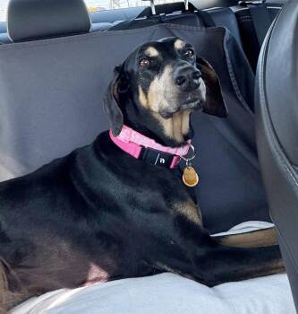 Doberman Pinscher Dogs Available for Adoption in Silver Spring, Maryland - Zena | PetCurious