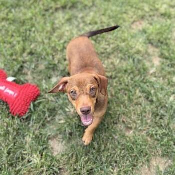 Insignia -  Chihuahua and Dachshund Dog for Adoption in Carencro, Louisiana - Insignia | PetCurious