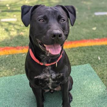 Labrador Retriever Dogs Available for Adoption - Vladof | PetCurious