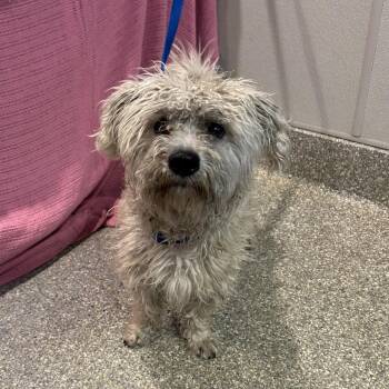 Poodle Dogs Available for Adoption in Eureka, California - Douglas | PetCurious