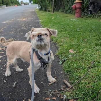 Flapjack -  Shih Tzu and Brussels Griffon Dog for Adoption in New York, New York - Flapjack | PetCurious