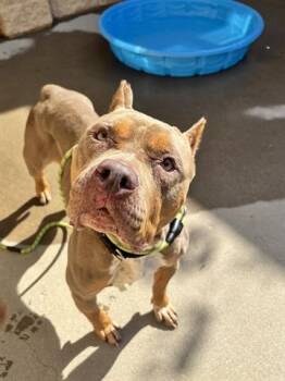 FLICKA -  Cane Corso Dog for Adoption in Dayton, Ohio - FLICKA | PetCurious