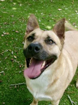 Royce -  German Shepherd Dog and Labrador Retriever Dog for Adoption in Magnolia, Texas - Royce | PetCurious