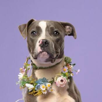 Mixed Breed Dogs Available for Adoption in Atlanta, Georgia - Michelle Visage | PetCurious