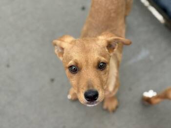 Labrador Retriever and Mixed Breed Dogs Available for Adoption in Tulsa, Oklahoma - CHILI | PetCurious