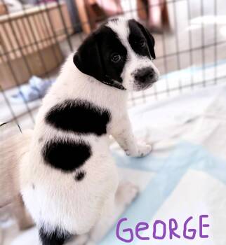 Great Pyrenees and Collie Dogs Available for Adoption in Austin, Texas - The Beatles Pups.......George, Ringo, Lennon, Jude | PetCurious