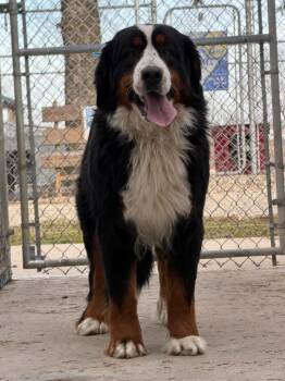 Bernese Mountain Dog Dogs Available for Adoption - Sage | PetCurious