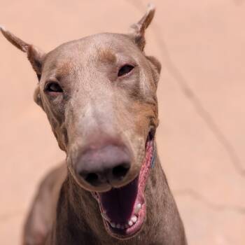 Kaiju -  Doberman Pinscher Dog for Adoption in Mountain Center, California - Kaiju | PetCurious
