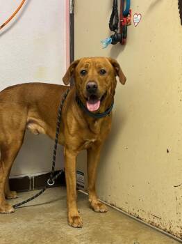 Labrador Retriever and Hound Dogs Available for Adoption in New Braunfels, Texas - Scotch | PetCurious