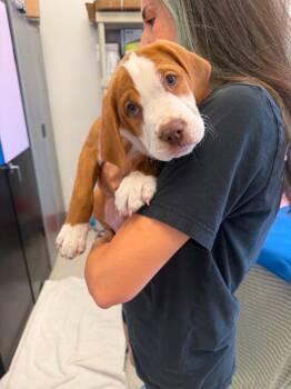 Murtagh -  Shepherd and Hound Dog for Adoption in Phoenix, Arizona - Murtagh | PetCurious