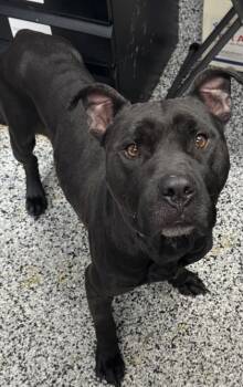 Rescue Mixed Breed Dogs for Adoption in West Chester, Pennsylvania - Flint | PetCurious