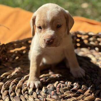 Pumpkin -  Retriever Dog for Adoption in Huntsville, Alabama - Pumpkin | PetCurious