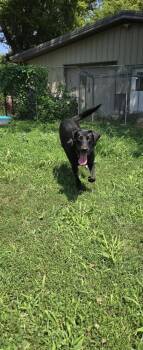 Winston -  Labrador Retriever Dog for Adoption in Papillion, Nebraska - Winston | PetCurious
