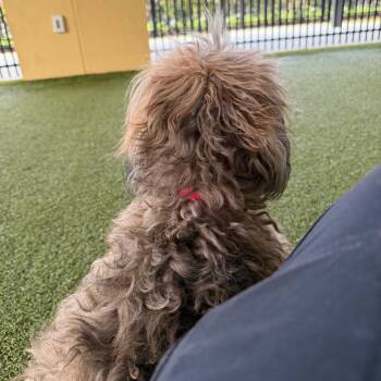 Schnauzer and Poodle Dogs Available for Adoption - Faith | PetCurious