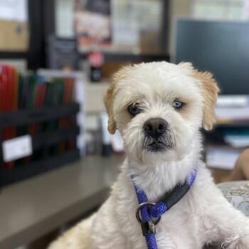 Shih Tzu and Mixed Breed Dogs Available for Adoption in Jacksboro, Tennessee - Corn Flake | PetCurious