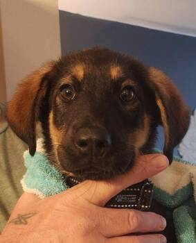 Shepherd Dogs Available for Adoption in Monticello, New York - Gideon | PetCurious