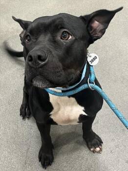 JUNE -  Pit Bull Terrier and Mixed Breed Dog for Adoption - JUNE | PetCurious