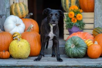 Rescue Terrier Dogs for Adoption in Santa Rosa, California - Tinky | PetCurious