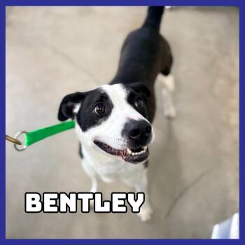 Bentley -  Border Collie and American Staffordshire Terrier Dog for Adoption in Glenwood, Minnesota - Bentley | PetCurious