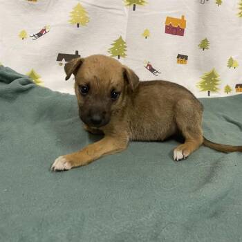 A614378 -  German Shepherd Dog Dog for Adoption in Modesto, California - A614378 | PetCurious
