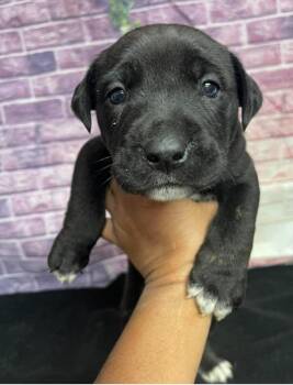 American Bulldog Dogs Available for Adoption in Sedalia, Colorado - Bowie | PetCurious