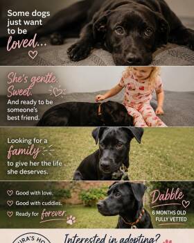 Black Labrador Retriever Dogs Available for Adoption in Hop Bottom, Pennsylvania - Dabble | PetCurious