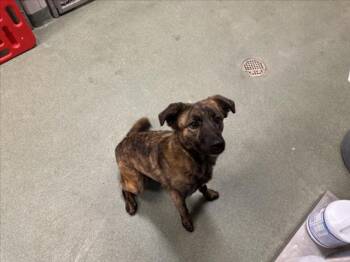 Mixed Breed Dogs Available for Adoption - RAJAH | PetCurious