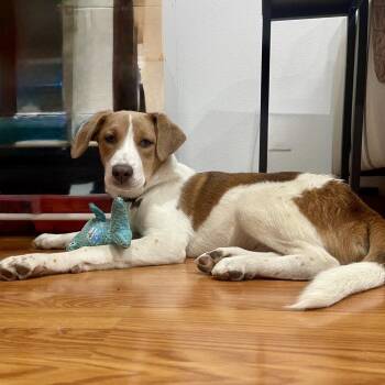 Labrador Retriever and Terrier Dogs Available for Adoption in Escondido, California - Churro | PetCurious