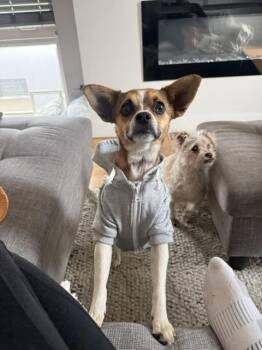 Princess -  Chihuahua and Mixed Breed Dog for Adoption in Denver, Colorado - Princess | PetCurious
