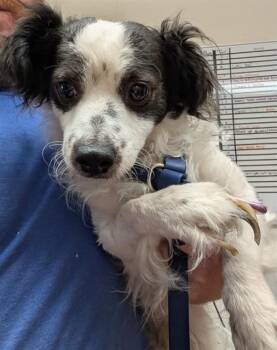 Chihuahua and Mixed Breed Dogs Available for Adoption in Camarillo, California - CHECKERS | PetCurious