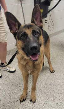 Marino -  German Shepherd Dog Dog for Adoption in Kansas City, Missouri - Marino | PetCurious