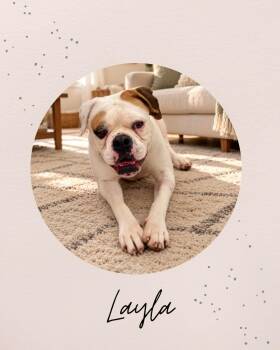 LAYLA -  Boxer Dog for Adoption in Coquitlam, British Columbia - LAYLA | PetCurious
