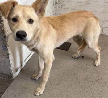 PEACHES -  German Shepherd Dog and Mixed Breed Dog for Adoption in San Bernardino, California - PEACHES | PetCurious