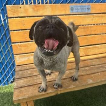JoJo -  Pug and Mixed Breed Dog for Adoption in Hawthorne, California - JoJo | PetCurious