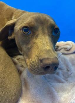 Pit Bull Terrier Dogs Available for Adoption in Hartsville, South Carolina - Chardonnay (mom Of Cx6) | PetCurious