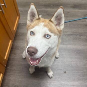 Autumn -  Husky Dog for Adoption in Sunrise, Florida - Autumn | PetCurious
