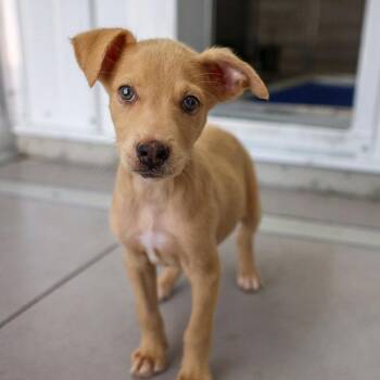 Brioche -  Mixed Breed Dog for Adoption in Bradenton, Florida - Brioche | PetCurious