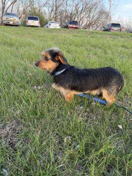 Rex -  Yorkshire Terrier and Dachshund Dog for Adoption in Waterloo, Illinois - Rex | PetCurious
