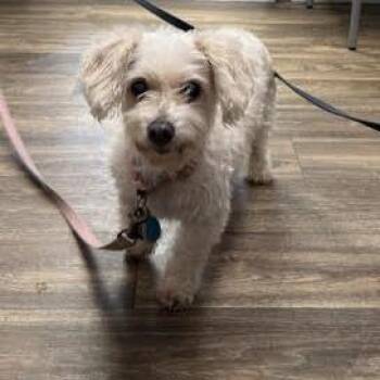 Trish -  Terrier Dog for Adoption in Ramona, California - Trish | PetCurious