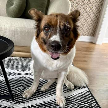 Australian Shepherd and Border Collie Dogs Available for Adoption in Hillsborough, North Carolina - Layla | PetCurious