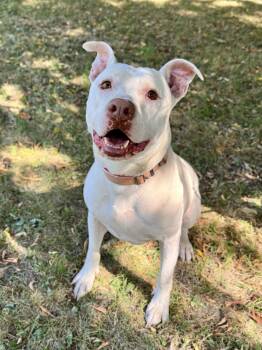 Skip It -  Mixed Breed Dog for Adoption in Midland, Michigan - Skip It | PetCurious
