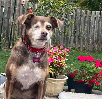 Lola -  Chihuahua Dog for Adoption in Whitewater, Wisconsin - Lola | PetCurious